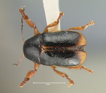 Media type: image; Entomology 9286   Aspect: habitus dorsal view